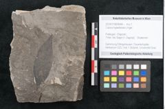 Foto (Objekt + Etikett) von Cassia hyperborea Unger (NHMW-GEO-2024-0188-8048)